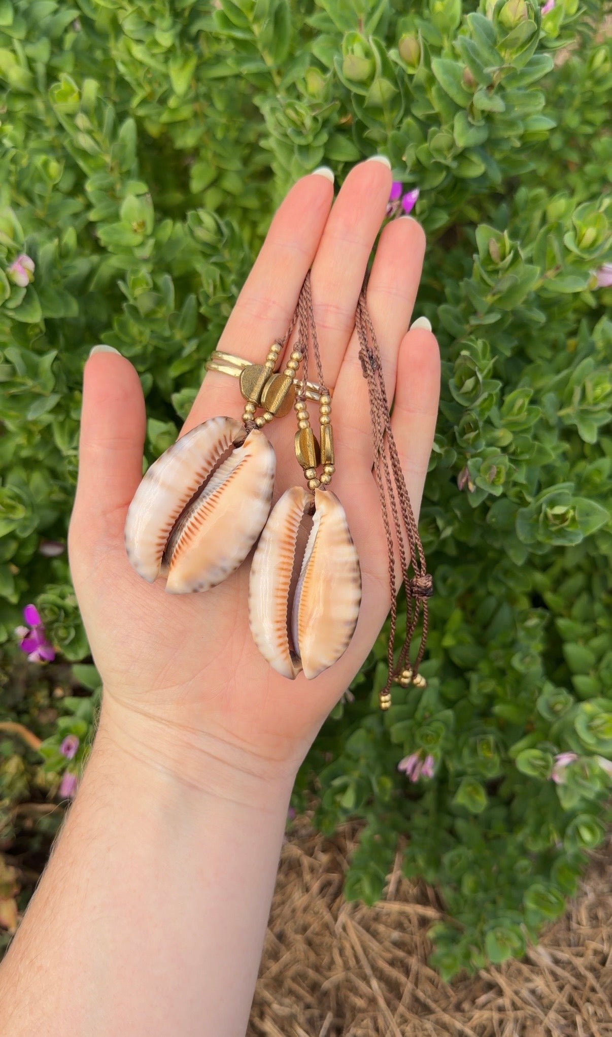 Daintree Cowrie Shell