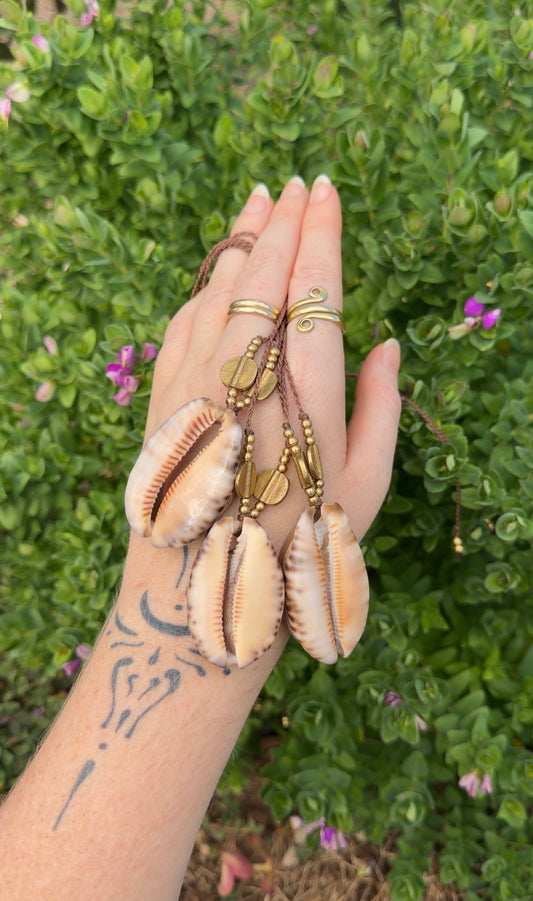 Daintree Cowrie Shell